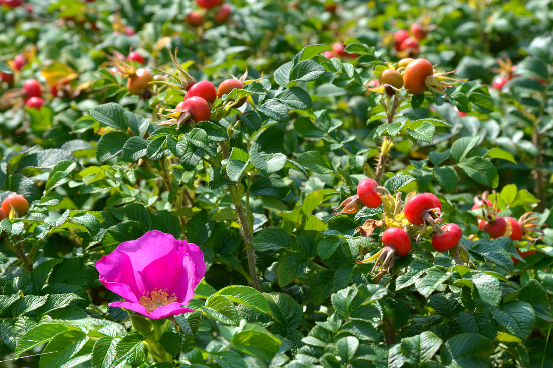 Clean ingredients inspired by nature