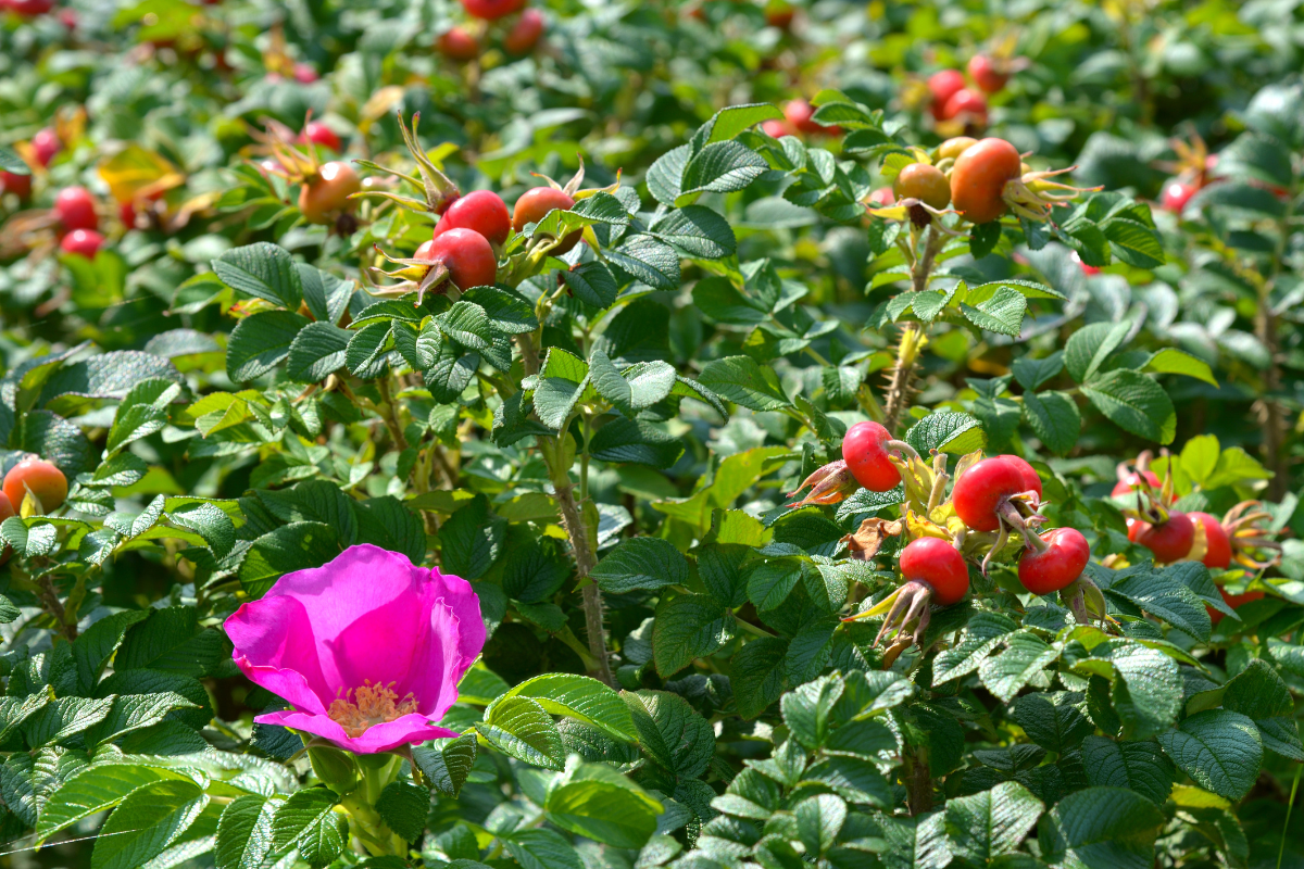 Clean ingredients inspired by nature